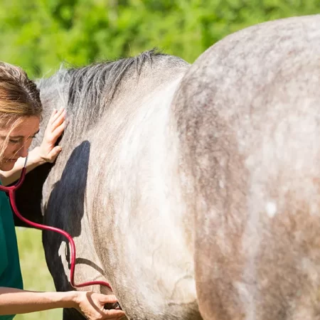 horse health care