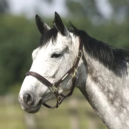 Leather Headcollar With Double Headpiece Adjustment